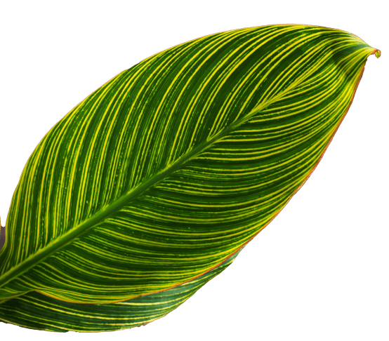 Leaf